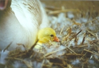 neuzuechter nest